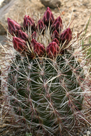 Sclerocactus polyancistrus