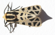 Nevada Tiger Moth