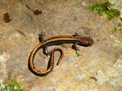 Gulstribet Salamander
