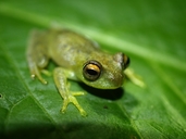 Boophis septentrionalis