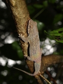 Geckolepis maculata
