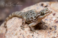 Sonoran Leaf-toed Gecko