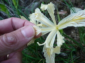 Photo of Iris tenax ssp. klamathensis