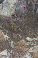 Mount Tamalpais Bristly Jewelflower