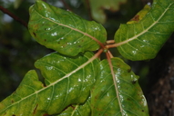 Bobea timonioides