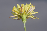 Pyrrhopappus pauciflorus
