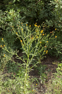 Helenium linifolium
