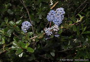 Southern Woolly-leaved Ceanothus