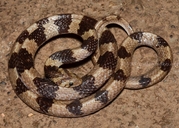 Indian Kukri Snake