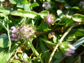 Trifolium sp. nov. aff. physanthum