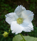 Rubus parviflorus