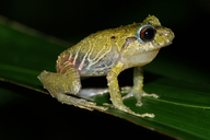 Pristimantis pleurostriatus