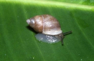 Moorean Tree Snail