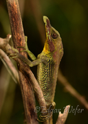 Tennet's Leaf Nosed Lizard