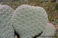 Opuntia basilaris var. treleasei_intermediate