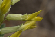 Astragalus hartmanii