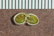 Astragalus mollissimus var. earlei