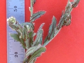 Plagiobothrys infectivus