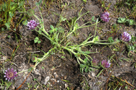 Trifolium barbigerum var. andrewsii