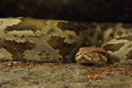 Python molurus