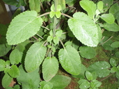 Phyllostegia racemosa