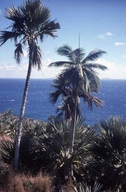 Hurrican Palm