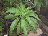 Clermontia pyrularia