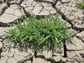 California Orcutt's Grass