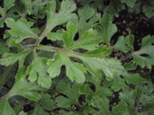 Ranunculus hawaiensis