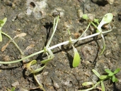 Callitriche marginata