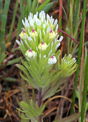 Castilleja ambigua ssp. ambigua