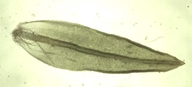 Orthotrichum shevockii