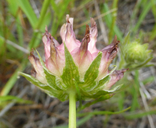 Trifolium fucatum