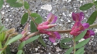 Vicia pannonica ssp. striata