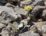 Photo of Eriogonum alpinum