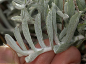 Corethrogyne filaginifolia