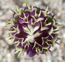 Trifolium grayi