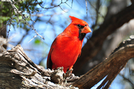 Cardinalis cardinalis