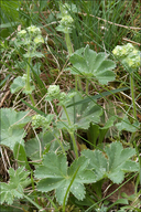 Lady's-mantle