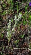 Slender Cottonweed