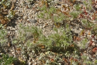 Loeflingia squarrosa