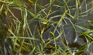 Photo of Heteranthera dubia