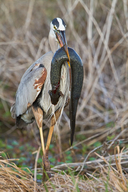 Siren as Great Blue heron meal