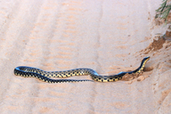 Giant Madagascar Hognose Snake