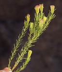 Peucephyllum schottii