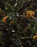 Amsinckia spectabilis