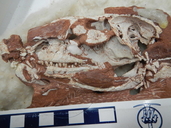 Protosuchus richardsoni