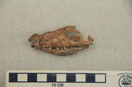 Kayentasuchus walkeri