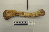 Rutiodon tenuis