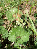 California macrophylla